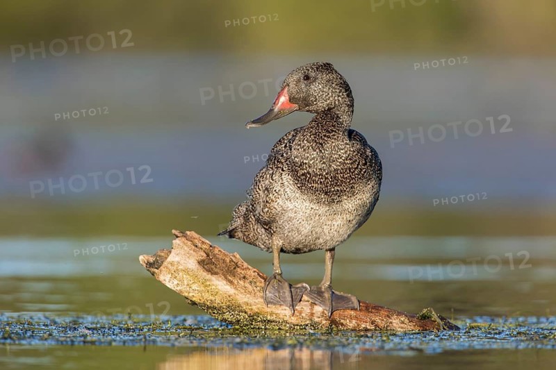 Freckled Duck (Stictonetta naevosa) male, Victoria, Australia