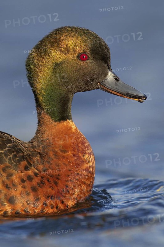 Chestnut Teal (Anas castanea), Victoria, Australia