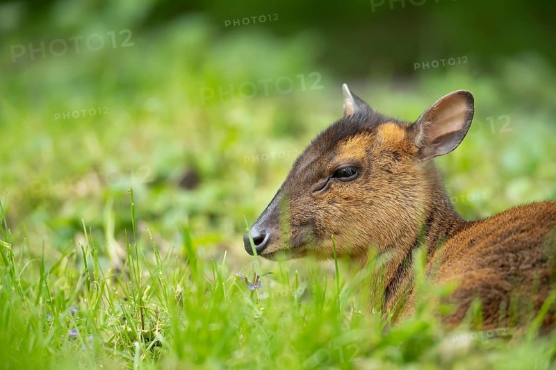 Muntjac deer (Muntiacus reevesi) adult wild animal in grassland in summer, England, United Kingdom