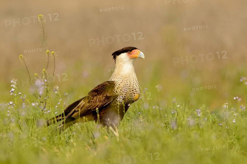 Northern Crested Caracara (Caracara cheriway), Texas, USA