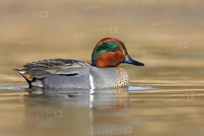 Green-winged Teal (Anas carolinensis) male, British Columbia, Canada