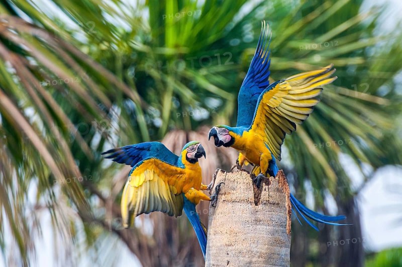 Two yellow-breasted taras (Ara ararauna), South America, Brazil, Pantanal