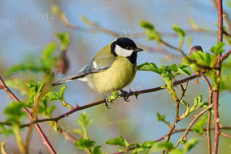 Great tit resting on a branch with fresh greenery and bright light in the background, Great tit (Parus major), spring, bird island, Altmühlsee, Muhr am See, Gunzenhausen, Franconian Lake District, Bavaria, Germany