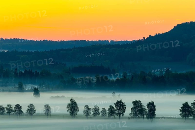 Early morning fog over the moor, birch (Betula), birch family (Betulaceae), dawn, fog, Pfrungen, Pfrunger-Burgweiler Ried, Baden-Wuerttemberg, Germany