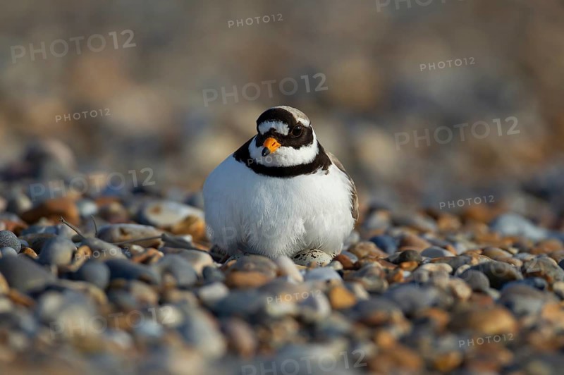 Ringed plover (Charadrius hiaticula) adult wading bird sitting on eggs on a nest on a shingle beach, Norfolk, England, United Kingdom