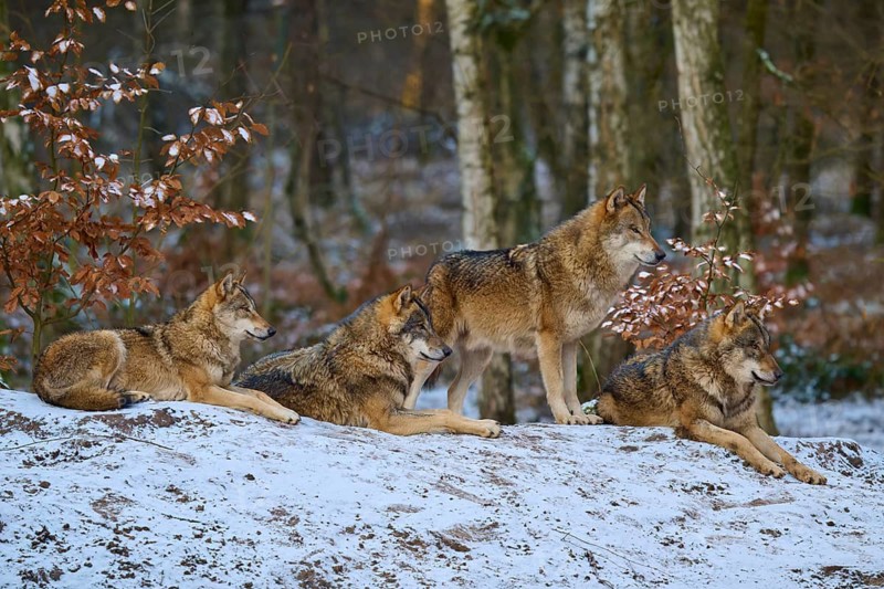 Group of four wolves resting on a snow-covered hill, pack, winter, wolf (Canis lupus), Germany