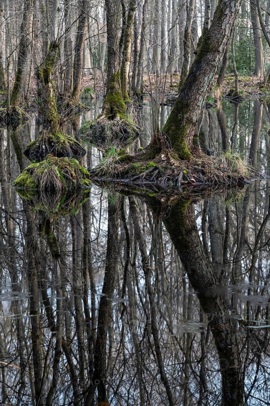 Alder quarry forest in early spring, with high water level, backlit, with sun star, Bottrop, Ruhr area, North Rhine-Westphalia, Germany