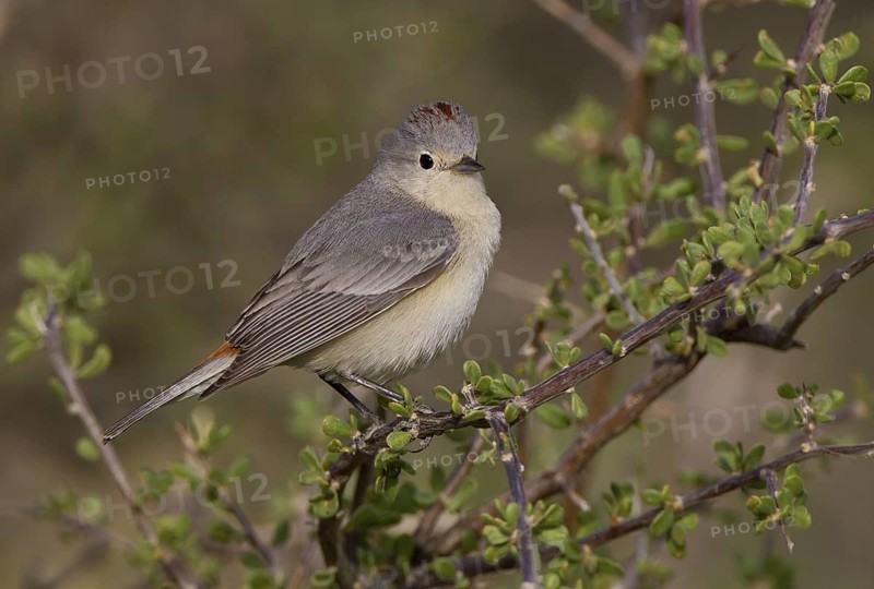 Lucy's Warbler, male