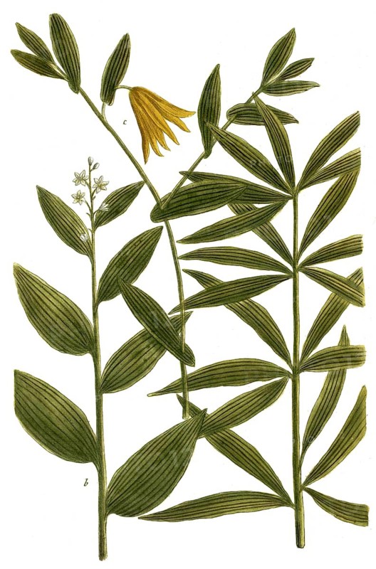 Botany, plants, a. sigillum salomonis angustifolium, b. sigillum salomonis spicatum, c. sigillum salomonis perfoliatum