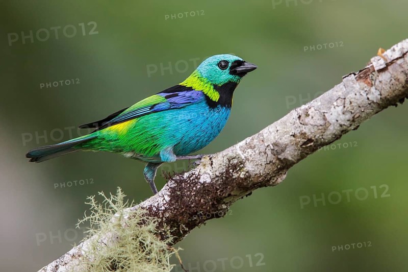 Green-headed Tanager (Tangara seledon) perched on a branch in the Atlantic rainforest of southeast Brazil