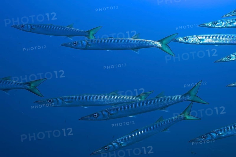 A school of long fish, barracuda (Sphyraena sphyraena), swimming in the blue water, dive site peninsula Giens, Mediterranean Sea, Porquerolles, Provence, Côte d'Azur, France