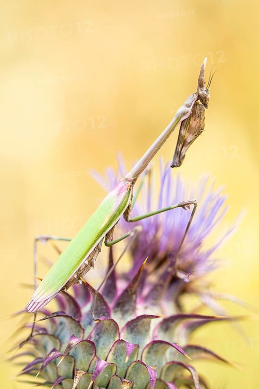 A delicate and distinctively shaped Empusa pennata, or Stick Mantis, positioned elegantly atop a vibrant thistle flower, with a soft, yellow blurred background enhancing the intricate details of both insect and plant