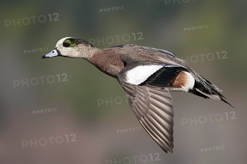 American Wigeon (Mareca americana) male flying, British Columbia, Canada