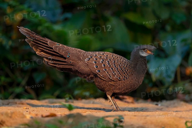 Grey Peacock-Pheasant (Polyplectron bicalcaratum) male foraging, Yunnan, China
