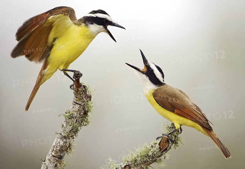 Great Kiskadee (Pitangus sulphuratus), Texas, USA