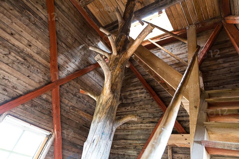 Old tree inside the Bunkris Brandtorn fire tower near Älvdalen, Dalarnas län, Sweden