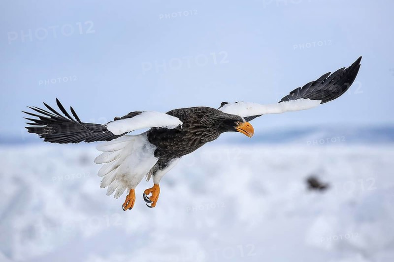 Steller's Sea Eagle (Haliaeetus pelagicus) flying, Hokkaido, Japan
