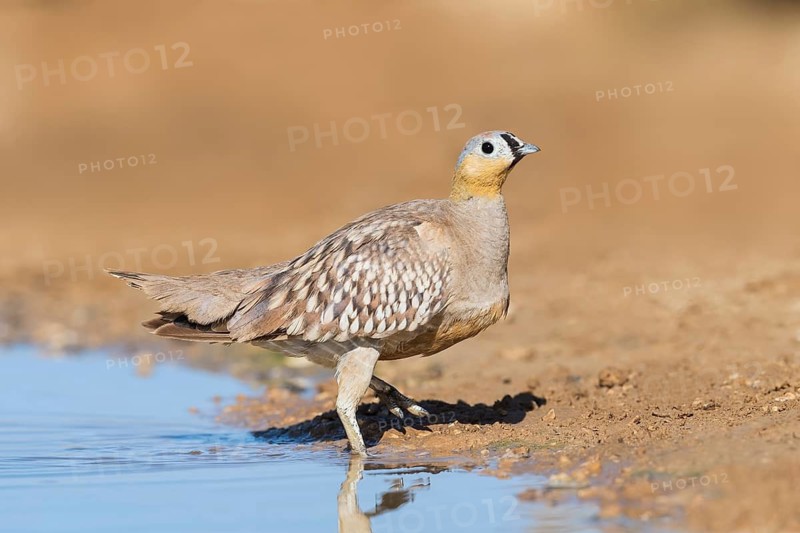 Crowned Sandgrouse (Pterocles coronatus) male, Negev, Israel