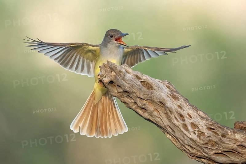 Brown-crested Flycatcher (Myiarchus tyrannulus) calling, Arizona, USA