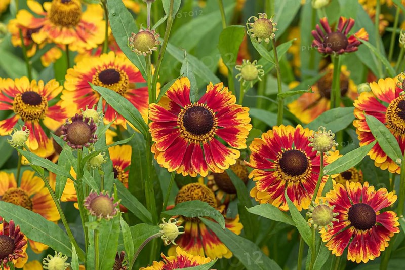 Sunflower (Helenium 'Biedermeier'), RHS Garden Bridgewater, Great Britain