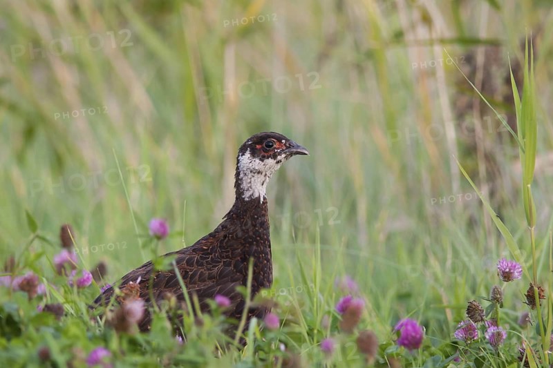 Common Pheasant (Phasianus colchicus), Schleswig-Holstein, Germany