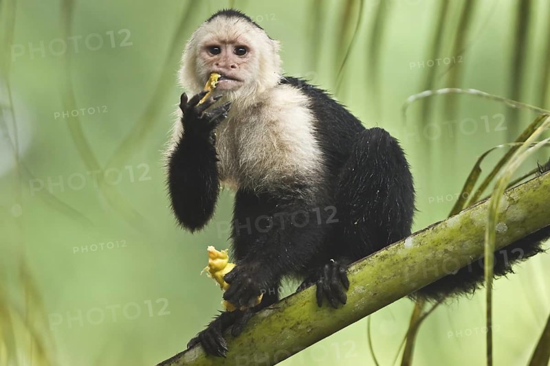 White-faced capuchin monkey (Cebus capucinus) eating cashew fruit, Costa Rica
