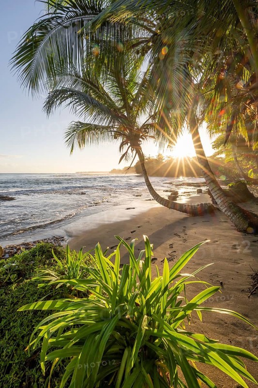 Sea and Caribbean sandy beach with palm trees at sunrise, sun star, Caribbean coast, Playa Negra, Cahuita, Limón province, Costa Rica