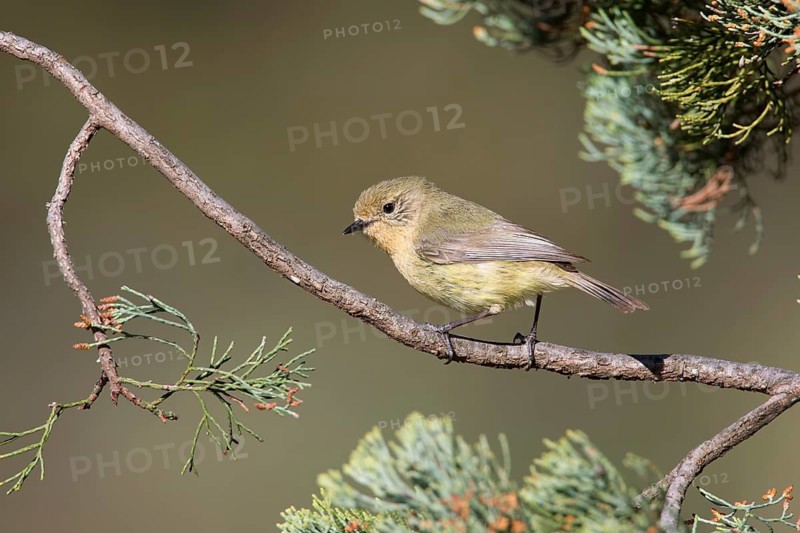 Yellow Thornbill (Acanthiza nana), New South Wales, Australia