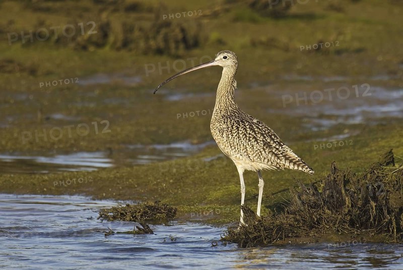 Long-billed Curlew (Numenius americanus), California, USA