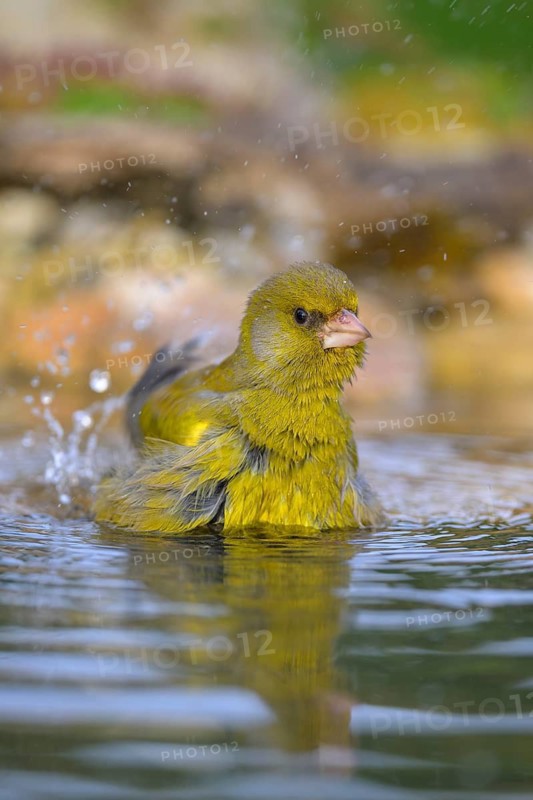 Greenfinch (Chloris chloris), male bathing, biosphere reserve, Swabian Alb, Baden-Württemberg, Germany