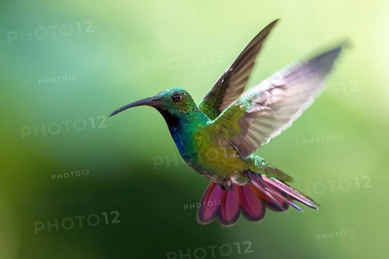 Green-breasted Mango (Anthracothorax prevostii) male flying, Peten, Guatemala