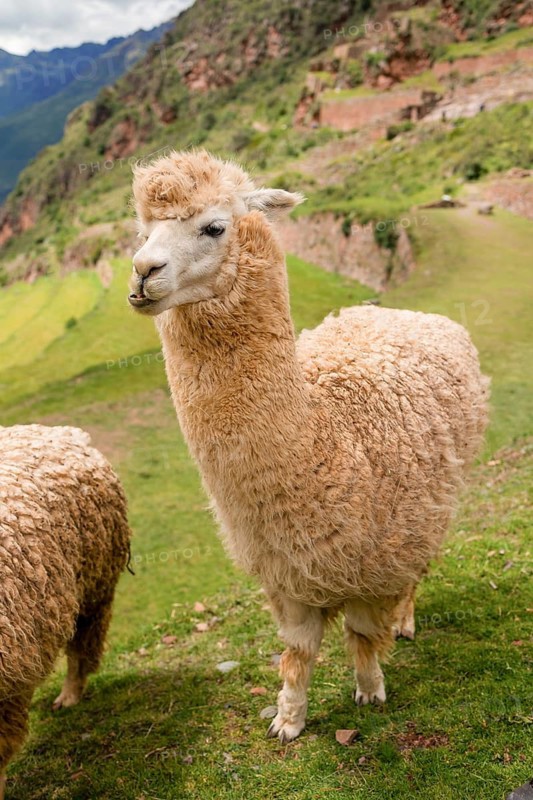A charming alpaca stands proudly before a lush, mountainous backdrop typical of the Peruvian Andes, showcasing the natural beauty and serene environment of the region