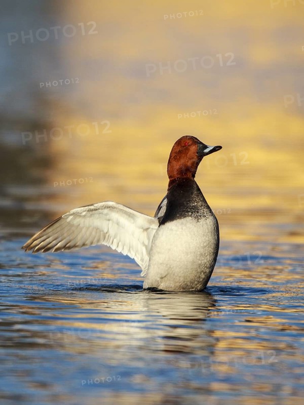 Common Pochard (Aythya ferina) male flapping wings, Austria