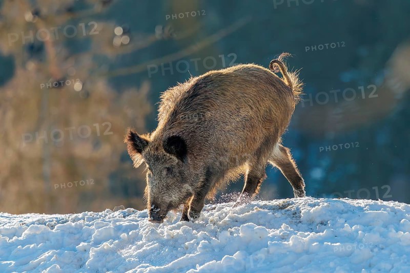 A wild boar (Sus scrofa) stands in the backlight of the sun on a snow-covered mound. A forest can be seen in the background. Bavaria, Germany