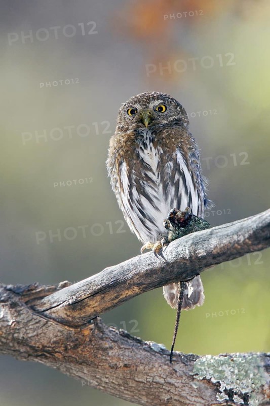 Mountain Pygmy Owl Glaucidium gnoma Huachuca Mountains, Cochise County, Arizona, United States 4 June Adult with Yarrow's Spiny Lizard (Sceloporus jarrovii) Strigidae