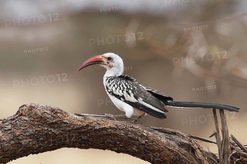 Northern Red-billed Hornbill (Tockus erythrorhynchus), Lake Baringo, Kenya