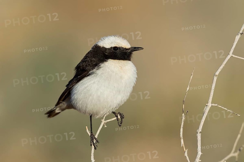 Mourning Wheatear (Oenanthe lugens) male, Eilat, Israel