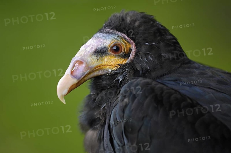 Kleiner Gelbkopfgeier (Cathartes burrovianus) Portrait, captive, Heimat: Mittel- und Südamerika, von Mexiko bis Nordargentinien, Oktober, captive (D)