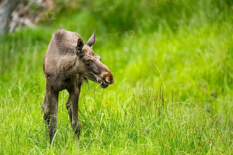 Eurasian elk (Alces alces) standing on a meadow in early summer, Bavarian Forest, Bavaria, Germany