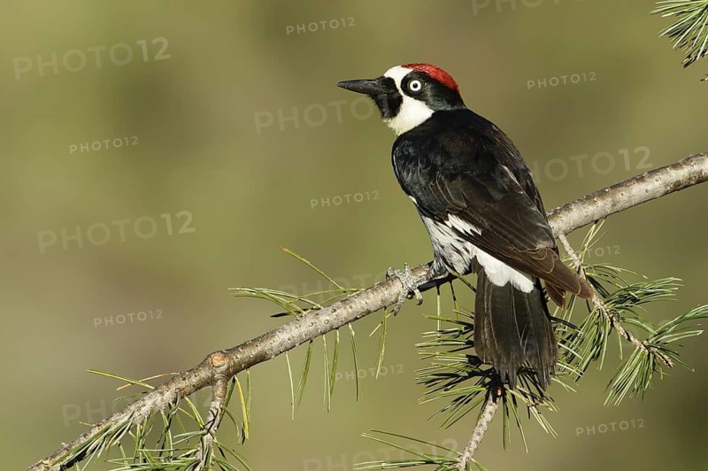Acorn Woodpecker (Melanerpes formicivorus), Arizona, USA