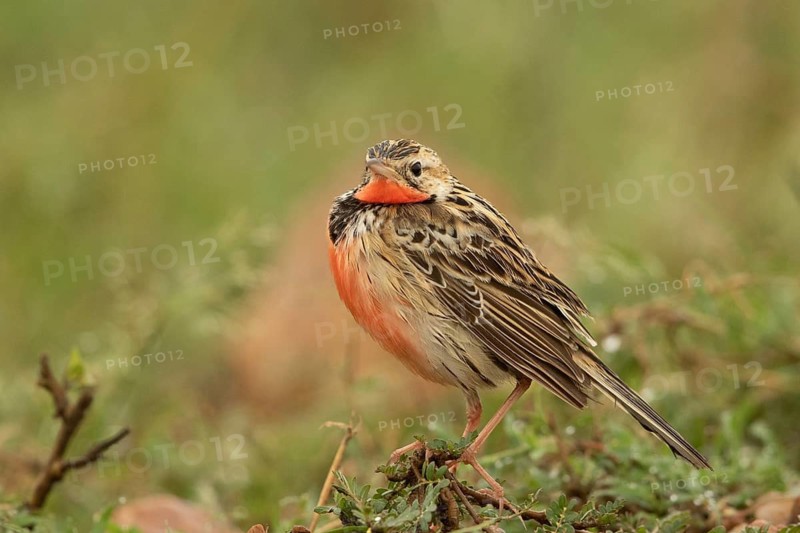 Rosy-throated Longclaw (Macronyx ameliae) male perched on the ground, Masai Mara, Kenya