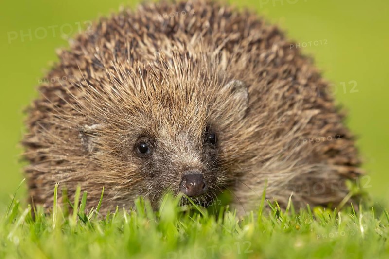 European hedgehog (Erinaceus europaeus) adult animal on a garden grass lawn in the spring, England, United Kingdom