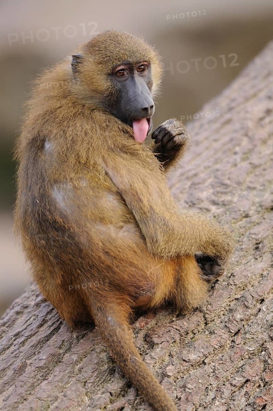 A baboon sits playfully on a tree trunk and sticks out its tongue, Guinea baboon (Papio papio), captive, Germany
