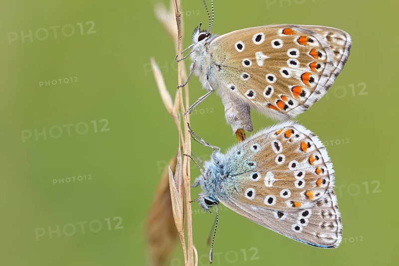 Adonis blue, (Polyommatus bellargus), butterfly, macro, insect, pair, mating, copula, Kaiserstuhl, Baden-Württemberg, Germany