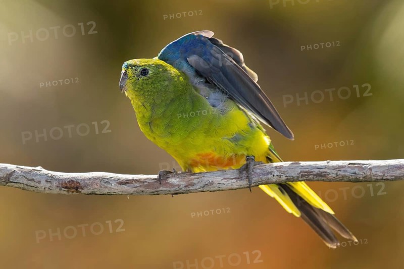 Orange-bellied Parrot (Neophema chrysogaster) female perched on a branch, Tasmania, Australia