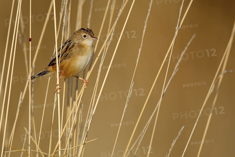 Zitting Cisticola (Cisticola juncidis) perched in reeds, Andalusia, Spain