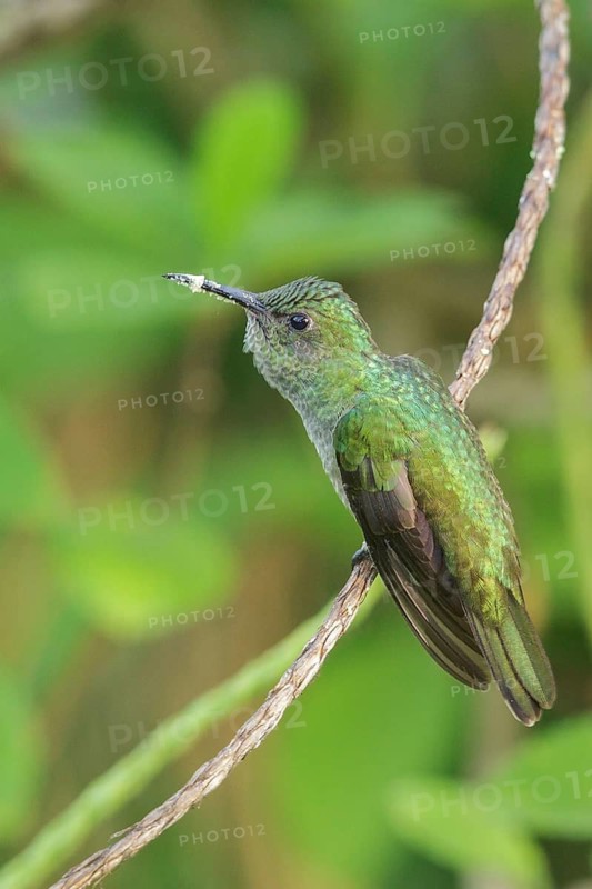 Scaly-breasted Hummingbird (Phaeochroa cuvierii) perched on a branch in Costa Rica