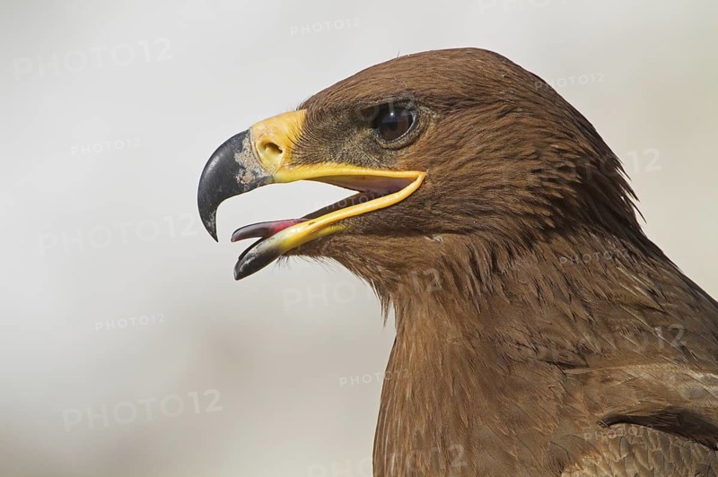 Steppe Eagle (Aquila nipalensis), Oman