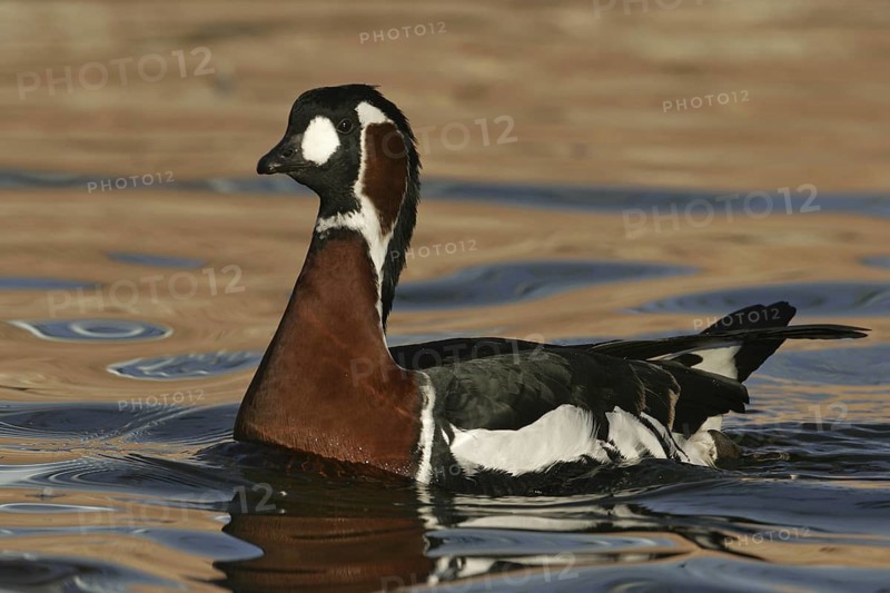 Red-breasted Goose (Branta ruficollis), New Mexico, USA