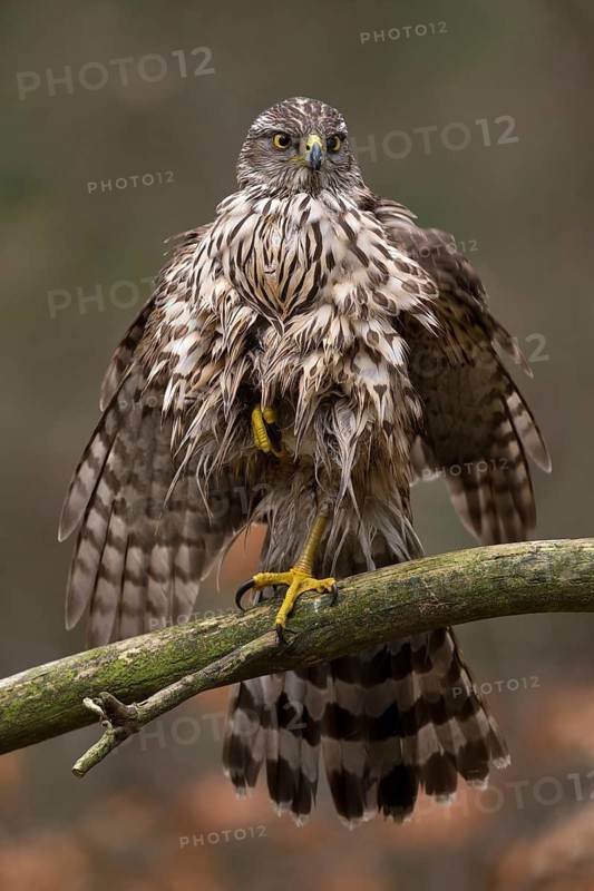 Havik, northern goshawk, Accipiter gentilis